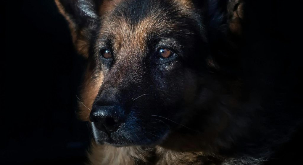 Zakaj vključiti Omega 3 v prehrano psov in mačk?